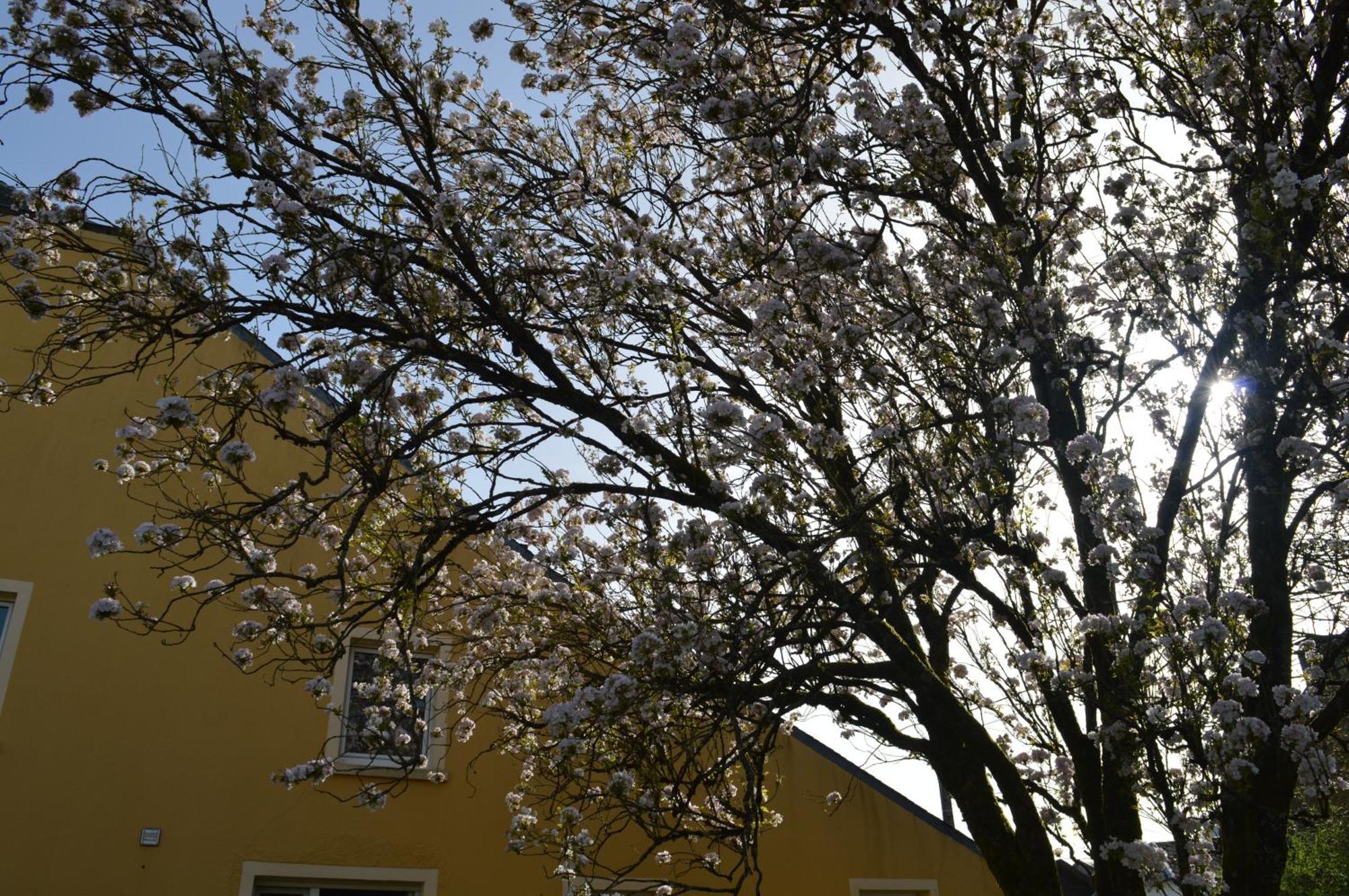 吉尼Chez Nous别墅 外观 照片